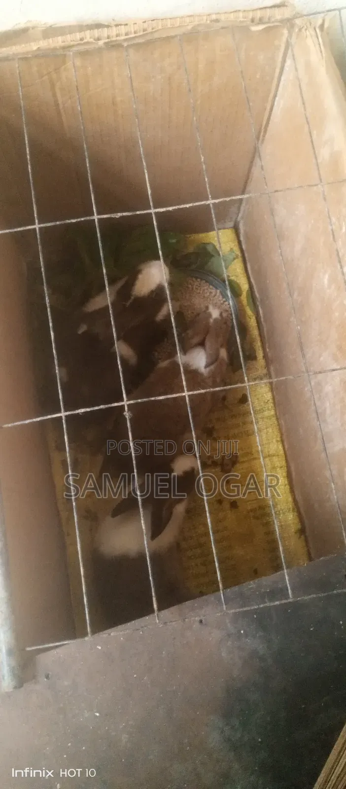 Foreign Rabbit