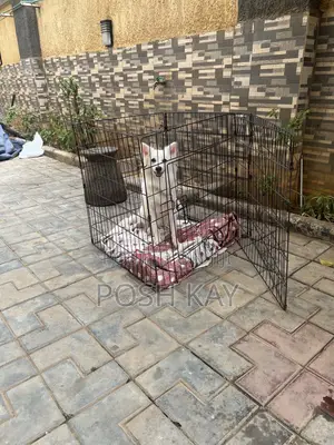 1+ year Female Purebred American Eskimo