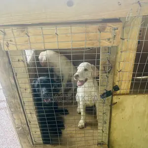 3-6 months Female Purebred Labrador Retriever