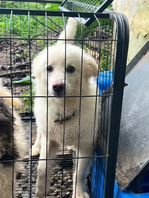 6-12 months Male Purebred American Eskimo
