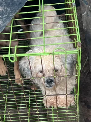 6-12 months Male Purebred Lhasa Apso