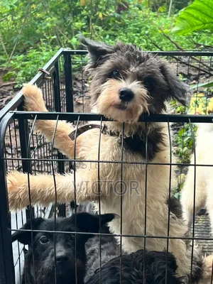 6-12 months Male Purebred Lhasa Apso