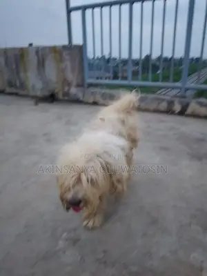 1+ year Male Purebred Lhasa Apso
