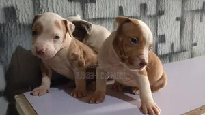 1-3 months Male Purebred American Pit Bull Terrier