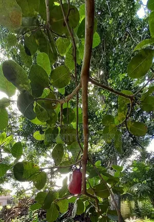 300 Acres Cashew Plantation for Sale Along Ogbomoso–Iseyin Expressway