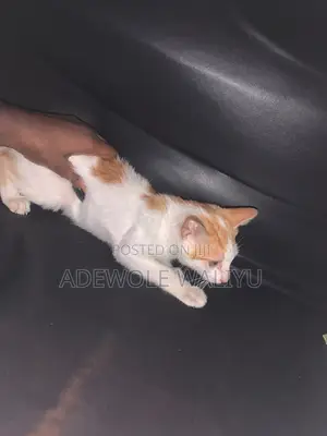 3-6 months Male Purebred American Shorthair