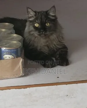 6-12 months Male Purebred Persian