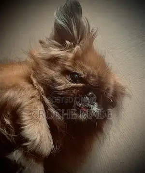 1+ year Female Purebred Pekingese