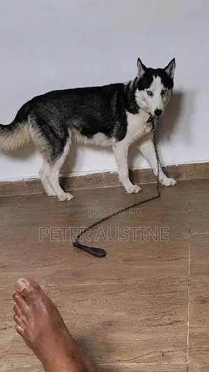 1+ year Female Purebred Siberian Husky