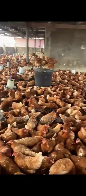 16 Weeks Old Pullet for Sale