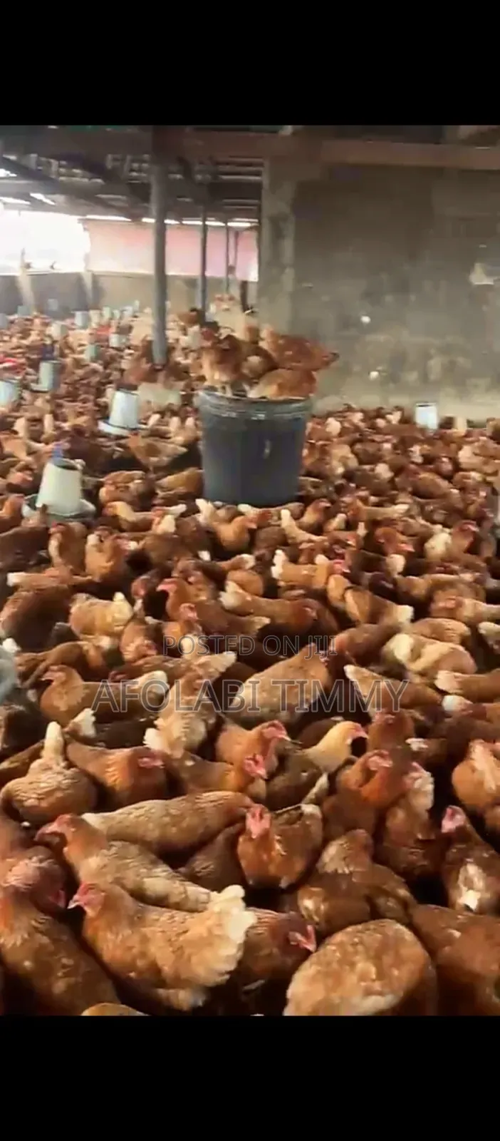 16 Weeks Old Pullet for Sale