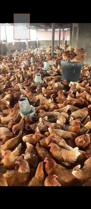 16 Weeks Old Pullet for Sale