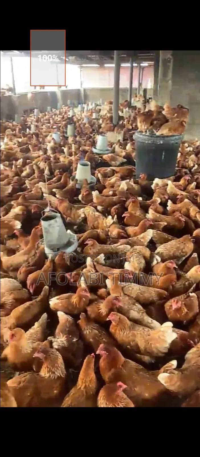 16 Weeks Old Pullet for Sale