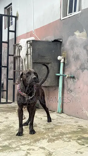 1+ year Male Purebred Boerboel