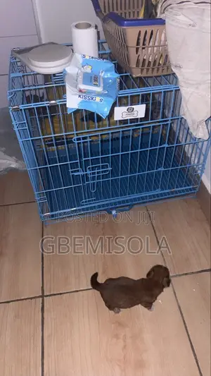 Dog Cage , Size 2