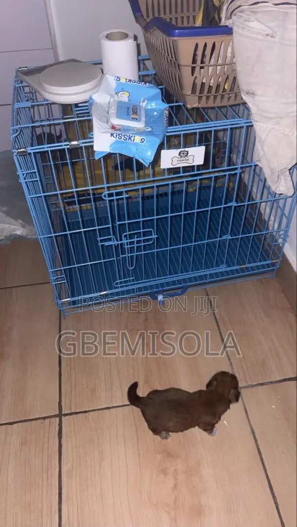 Dog Cage , Size 2
