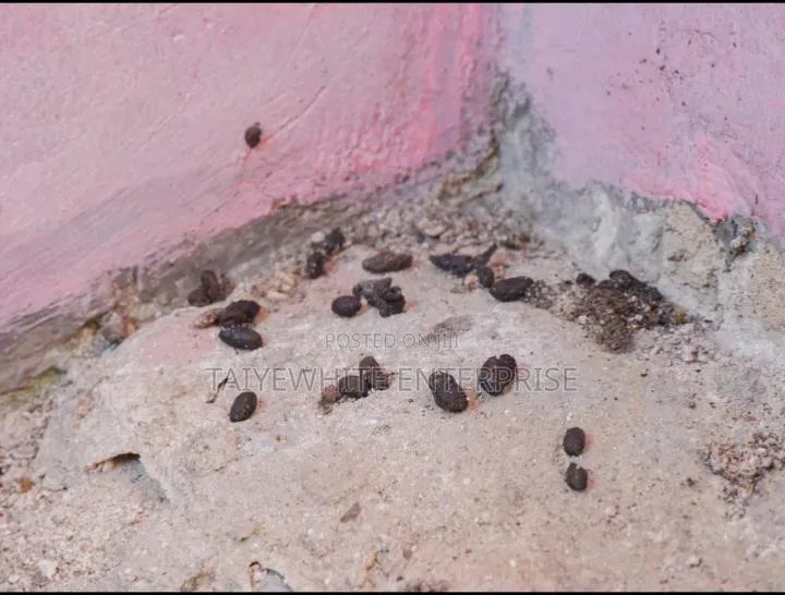 Rat Fumigation