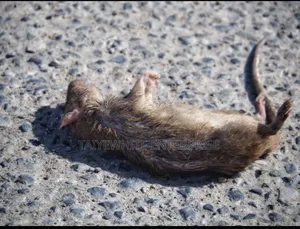 Rat Fumigation