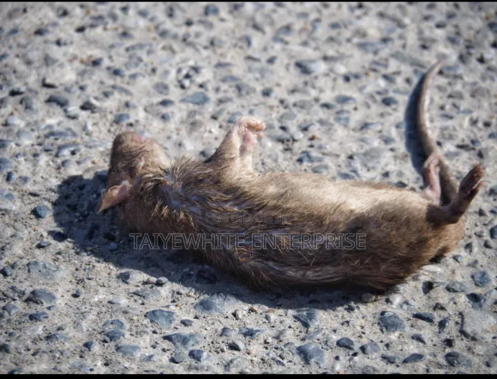 Rat Fumigation