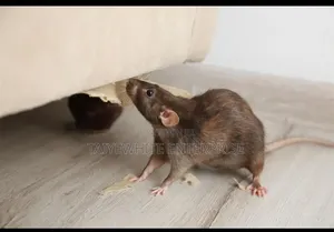Rat Fumigation