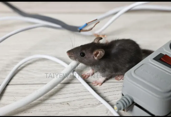 Rat Fumigation