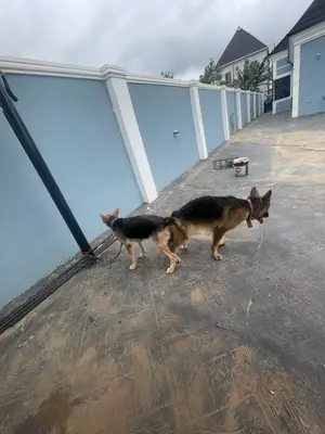 1+ year Male Purebred German Shepherd