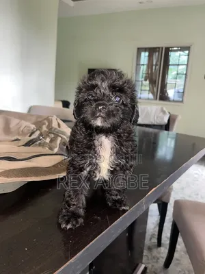 1-3 months Female Purebred Lhasa Apso