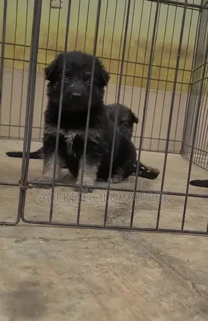 1-3 months Male Purebred German Shepherd
