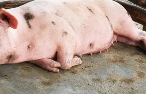 Healthy Pigs for Sale | Abuja