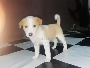 1-3 months Male Mixed Breed Mutt