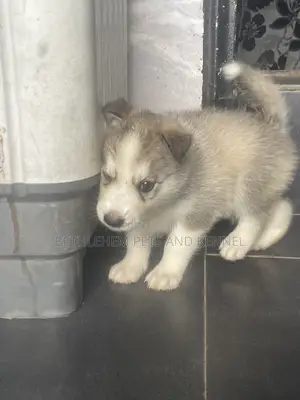 1-3 months Male Purebred Siberian Husky