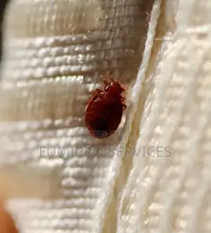 Professional Bedbugs Treatment
