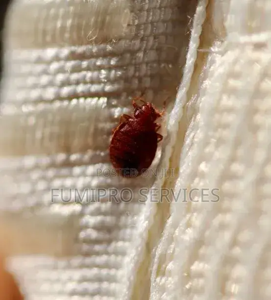 Professional Bedbugs Treatment