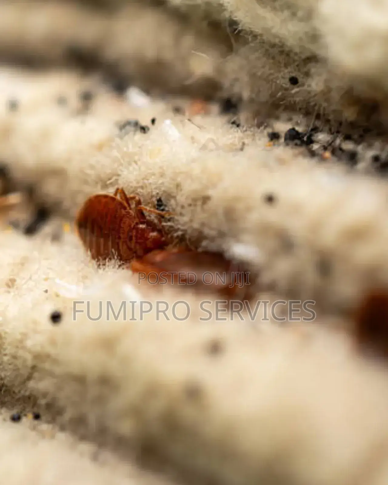 Professional Bedbugs Treatment