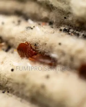 Professional Bedbugs Treatment