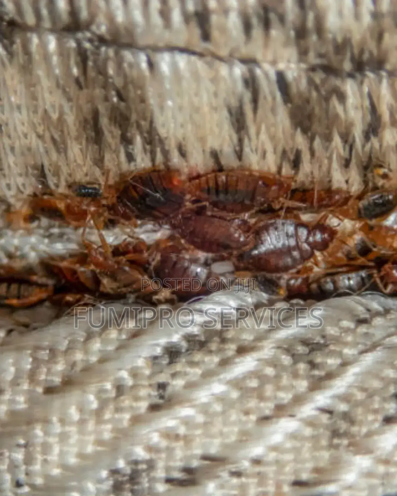 Professional Bedbugs Treatment