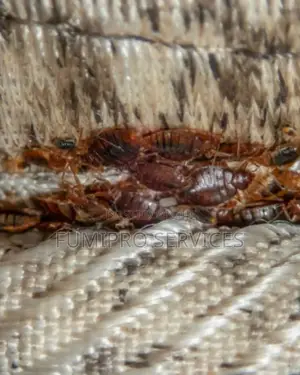 Professional Bedbugs Treatment