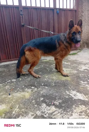 1+ year Male Purebred German Shepherd