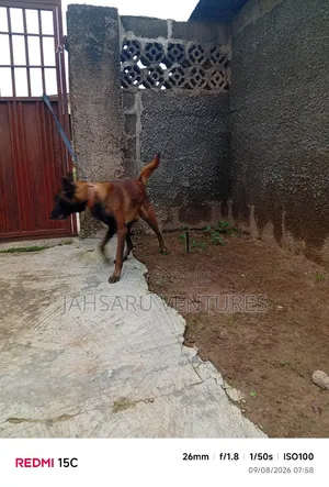 1+ year Male Purebred Belgian Malinois