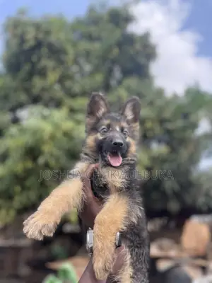 1-3 months Male Purebred German Shepherd