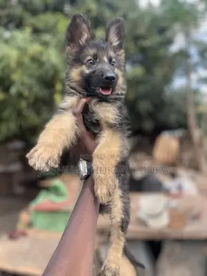 1-3 months Male Purebred German Shepherd