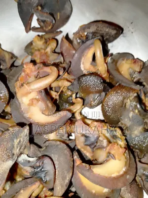 Agricultural Hybrid Point of Lay Snails and Consumption
