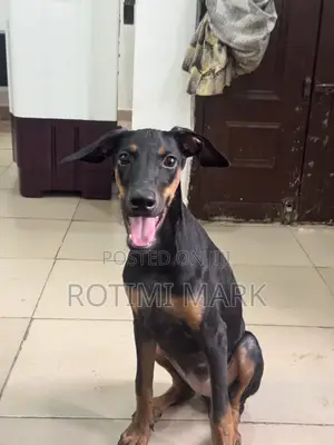 3-6 months Female Purebred Doberman Pinscher