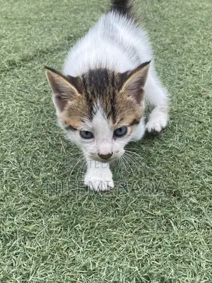 1-3 months Female Mixed Breed British Shorthair
