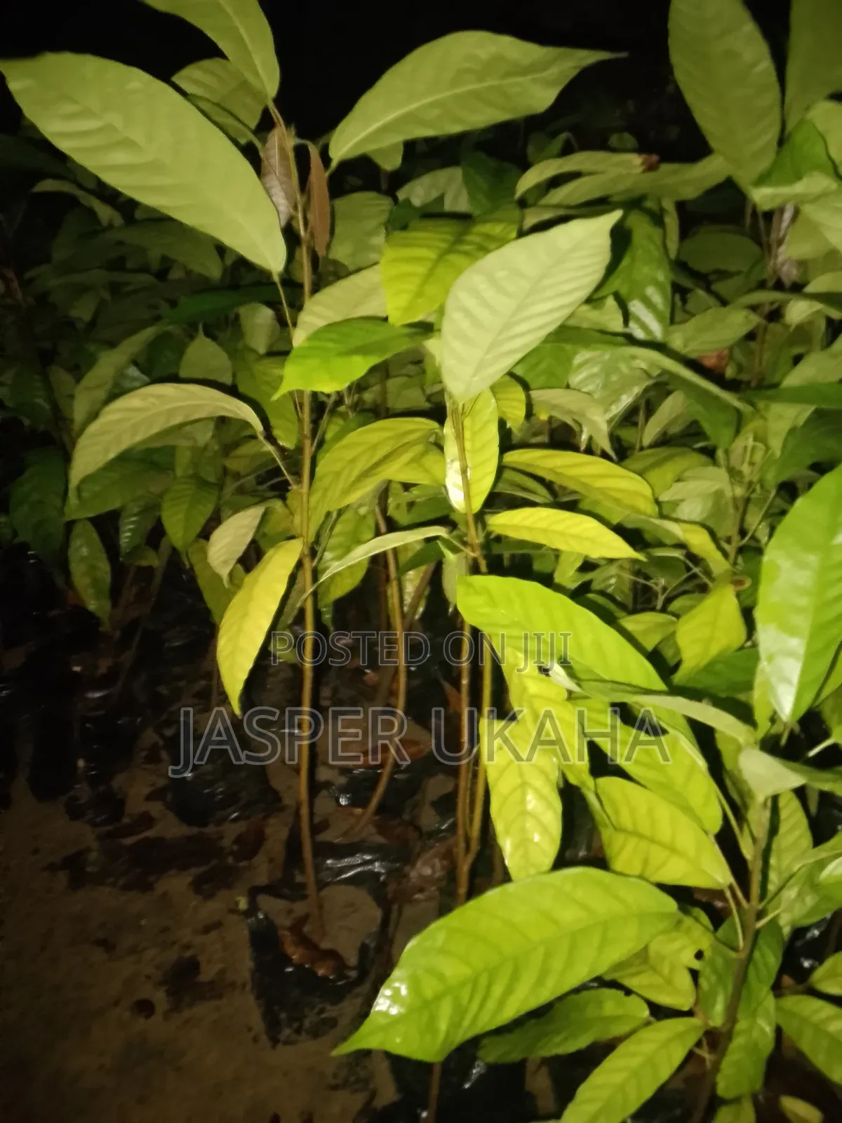 Cocoa Seedlings