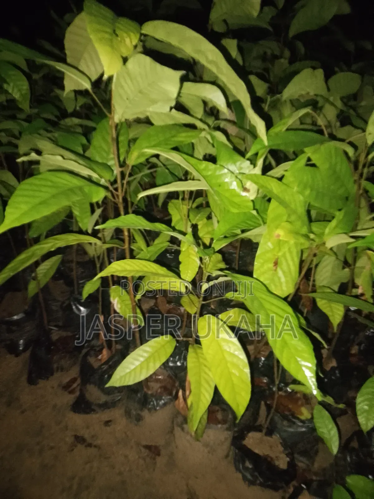 Cocoa Seedlings