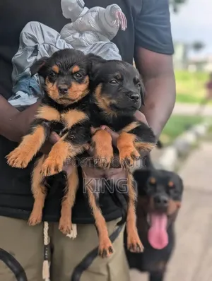 1-3 months Female Purebred Rottweiler