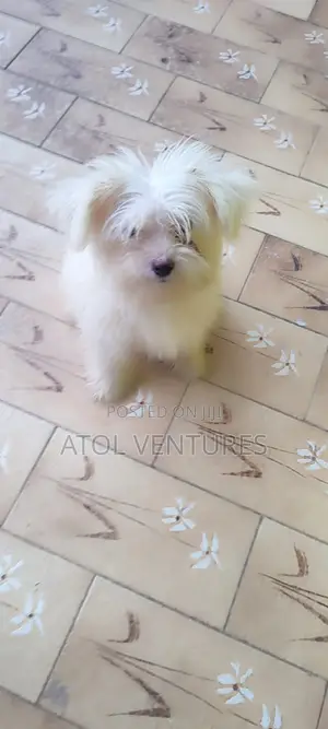 1-3 months Female Mixed Breed Lhasa Apso