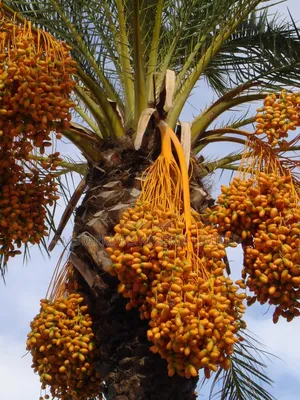 Date Palm Seedlings