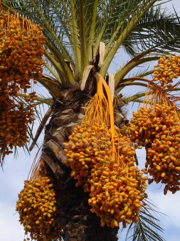 Date Palm Seedlings